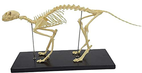 Anatomisches Modell von Tierknochen. Simulation des gesamten Körpers Einer Katze. Katzenskelettmodell, geeignet für tierärztliche Lehr- und Lernproben