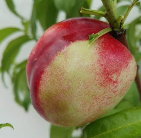 Nektarine `Fantasia´, kleinbleibender Nektarinenbaum, Prunus nucipersica, 120-140cm im 10Liter Topf