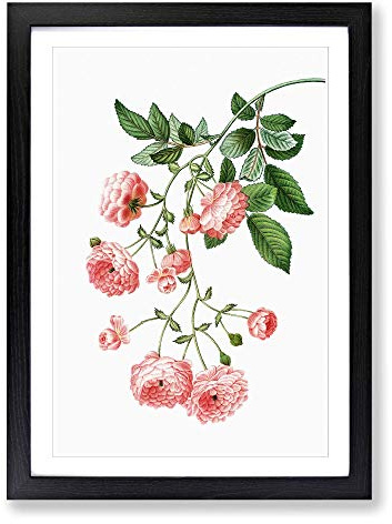 Rambler Roses by Pierre-Joseph Redoute Framed Print | A2 Black Framed Wall Art | Ready to Hang | Modern Nature Picture | Living Room Bedroom Lounge Office