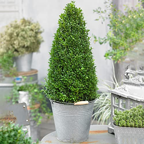 Buchsbaum-Pyramide - Buxus-Strauch | Immergrüne Topiary-Gartenpflanze 50-60cm