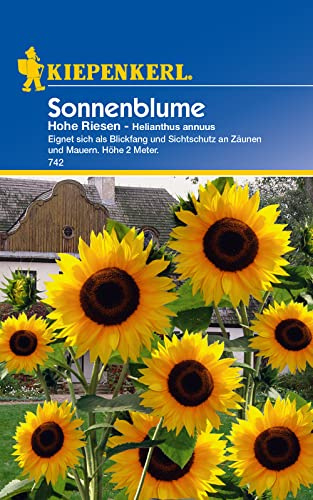 Kiepenkerl 0742 Sonnenblume Hohe Riesen, schnellwachsende Gartenblume, Schnittblume für Vase