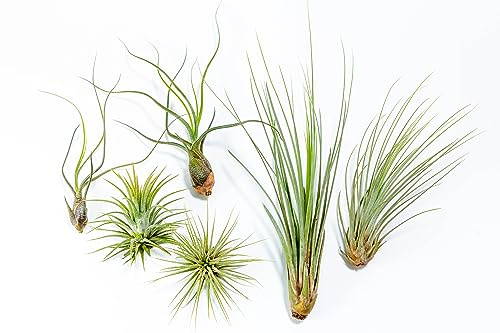 PLANDAIRE - PACK Plantas de Aire - Tillandsia Ionantha, T. Butzii, T. Juncea - Plantas con flor naturales - Exterior e Interior (6)