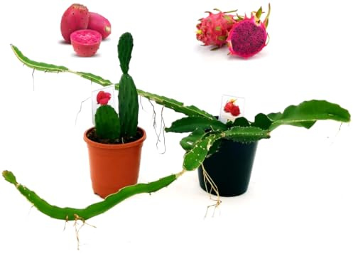 POWERS TO FLOWERS - PITAYA FRUTTO DEL DRAGO A POLPA ROSSA, e FICO D'INDIA OPUNTIA A FRUTTO ROSSO, vaso 12cm, piante vere