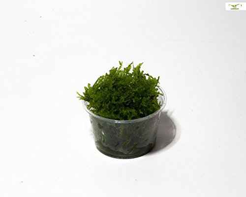 Garnelio - Christmas Moos - Vesicularia montagnei - Portion