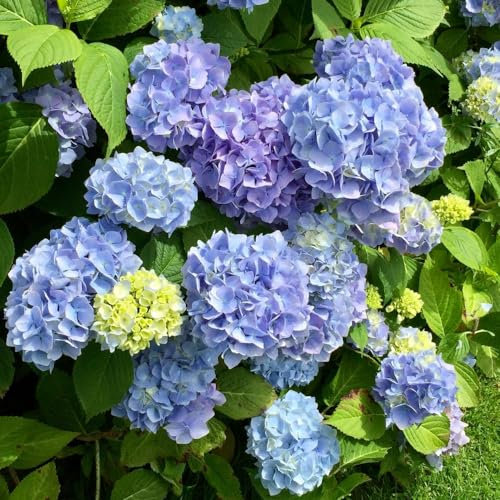 Hydrangea macrophylla ‘Early Blue’ - Hardy Shrub - Large Blue Flowering - Ideal for Borders & Patio Pot Displays - Easy to Grow Your Own - Cottage Garden - 2X 9cm Pot by Thompson and Morgan (2)
