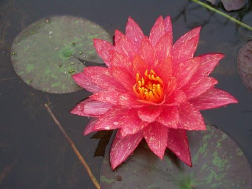 Ninfea 'Wanvisa' – Pianta Acquatica Viva a Radice Nuda Fiore Multicolore Rosa e Giallo – Per Laghetti, Vasche e Stagni – Fioritura Estiva – Ninfea Rustica Coltivata in Italia