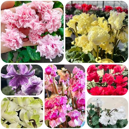 ciclamino Decorazioni autunnali per un giardino resistente semi di ciclamino da giardino dato decorativo arredamento per soggiorno con letto 130semi