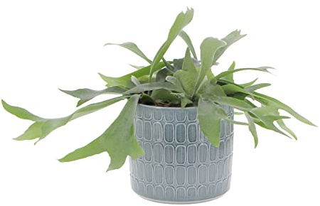 KENTIS - Felce a Corna d'Alce - Platycerium Bifurcatum - Piante Vere da Appartamento - Pianta Decorativa da Interno - H 30 cm Vaso Ø 17 cm
