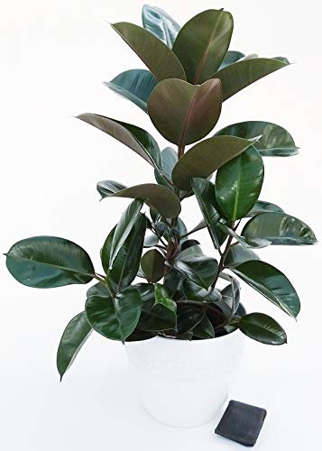 POWERS TO FLOWERS - FICUS ROBUSTA RAMIFICATO XL IN VASO CERAMICA BIANCO RIGATO, pianta vera