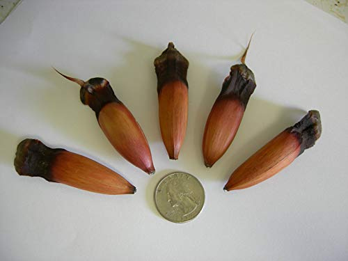 SEMI DI GERMINAZIONE: Araucarie TREE-Oregon-Araucaria 5 Graines fraîches