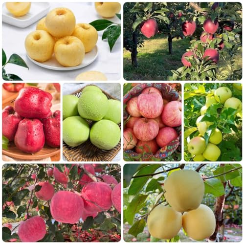semi di mela - melo - fresca, esotiche resistenti sementi biologiche, sementi di antiche varietà resistenti all'esterno Le da giardino 125pcs