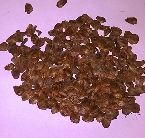 Chinese Fir, Cunninghamia lansceolata Conifer Tree Seeds. (100)