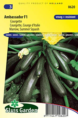 Zucchini Sommer Squash Ambassador F1