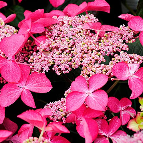 Lacecap Hydrangea macrophylla Selina | Deciduous Potted Garden Shrub for Sale (15-30cm Incl. Pot)