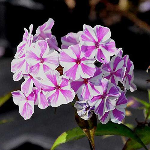 6 x Flammenblume 'Natascha' - Phlox Maculata 'Natascha' Topf 9x9cm: Rosa Blüten für sonnige Beete
