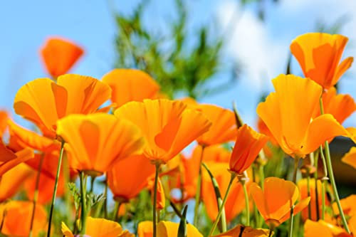 150 Graines de Pavot de Californie- fleurs mellifères - semences paysannes