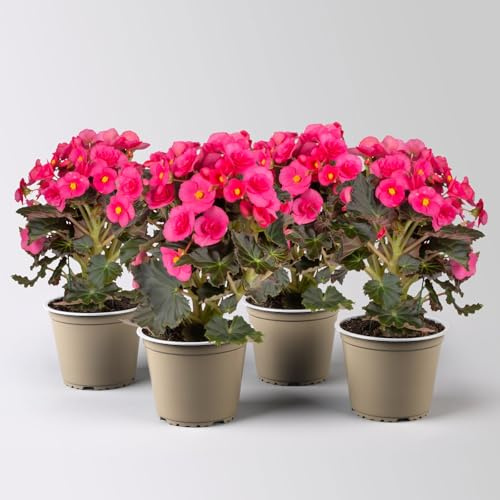 Elatior-Begonie, pink, Topf-Ø 14 cm, Höhe ca. 20-27 cm, 4 Pflanzen
