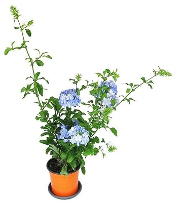 Plumbago Natural Planta Arbustiva de Exterior con Pequeñas Flores Primaverales