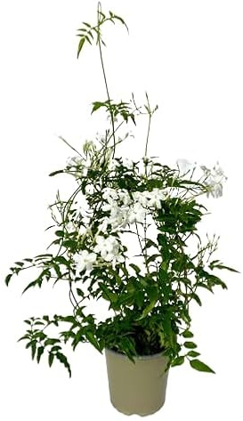 Jazmín Polianta Enredadera Natural con Flores Blancas y Aroma Embriagador