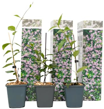 Plant in a Box - Trachelospermum jasminoides - Set de 3 - Jasmin plante etoile grimpant - Fleurs rose - Pot 9cm - Hauteur 25-40cm