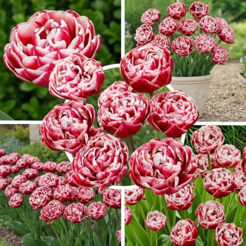 FLORIUM Tulpenzwiebeln Double Red|White Magic (20 Zwiebeln) Exklusive Tulpen aus Holland, Winterhart und mehrjährig für Garten, Töpfe, Balkon aus Amsterdam