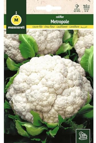 Mascarell Semillas, COLIFLOR, Semillas Huerto, COLIFLOR METROPOLE, Crea tu Propio Huerto Urbano y Cultivo en Casa, Plantas Hortícolas, 3 Gramos