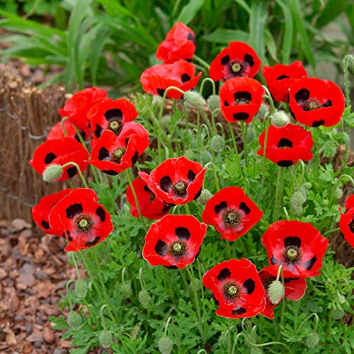 500 Ladybird Lady Bird Poppy Seeds - 500 Seeds by Pretty Wild Seeds,
