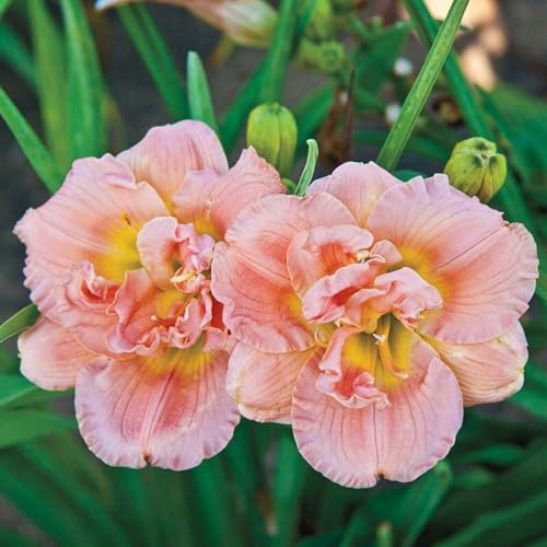 Taglilien Rhizome/Perfekt als Gartendekoration/Winterhart/(NVNJHJN)-5 rhizome-E