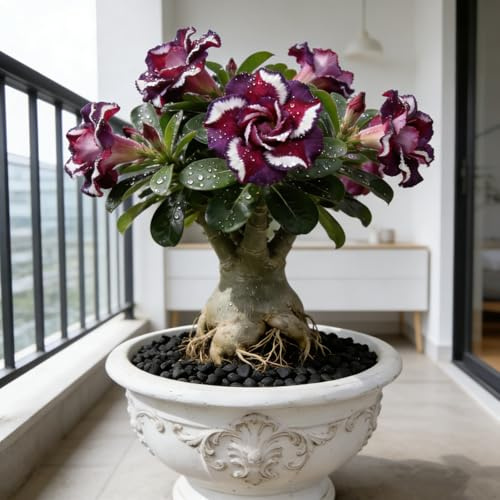 Facile Da Mantenere Bellissimo Giardino rosa del deserto rari Crescita Rapida-1bulbi-E