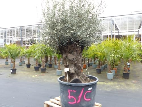 gruenwaren jakubik genau diesen Baum Nr. 5/C, 250 cm, Olivenbaum, knorrige alte urige Olive winterhart