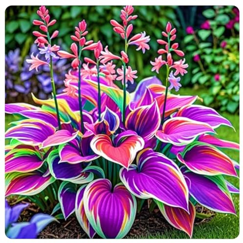 Facile Da Mantenere hosta rari Crescita Rapida Bellissimo Giardino-6bulbi-e