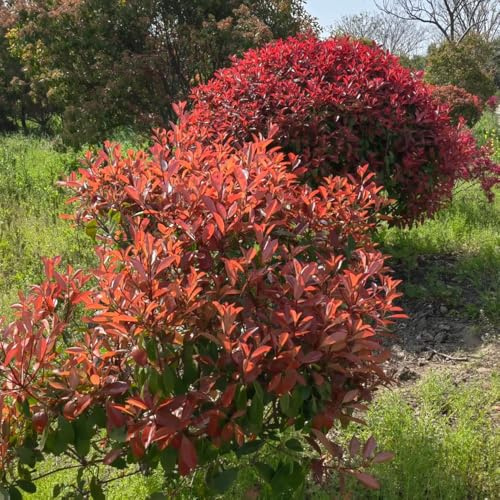semillas Photinia red robin - petirrojo rojo de balcón resistentes balcón con camas elevadas de jardín sombra, resistentes silvestres cortadas 100pcs