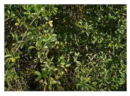 Pcs - 10x Ligustrum Vulgare Ordinaires le Troène Jardin Plantes - Graines B1268 - Seeds & Plants Shop by Ipsa