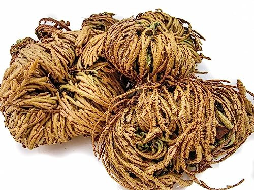 Planta del Dinero ROSA DE JERICÓ Tu Aliada en la Prosperidad