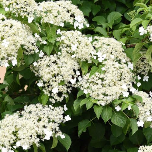 YouGarden Climbing Hydrangea, Established Plant in 7cm Pot, Hydrangea anomala Petiolaris, Ready to Plant, Grow Against Garden Fences, Pergolas, Trellis, or Borders