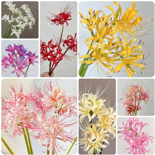 3bulbi di giglio ragno - Lycoris radiata - decorazione, balcone di campo cipolla di sangue, giardino