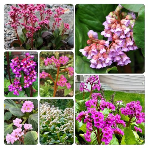 bergenia cordifolia - di balcone di autunno, decorazione semi esotici bancale giardino elevato 120pcs