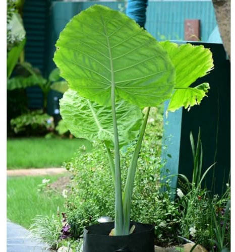 Elephant Ears for Planting UK Strong Plants That Grow Well Hardy Perennial Greening Excellent Display Indoor and Outdoor Perennial -15Bulbs-greenA