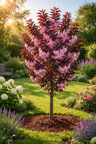 Prunus serrulata ‘Royal Burgundy’ 100–120 cm – Japanische Nelkenkirsche – Zierkirsche mit purpurrotem Laub & rosa Blüten – Pflegeleichter Blütenbaum für Garten & Vorgarten