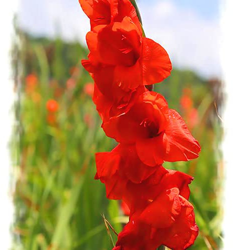 Gladiolen-Zwiebeln, seltsame Deko, wunderschöne, aromatische, aromatische Abire, Ambiente, 4 Zwiebeln, rot, nur Samen im Paket