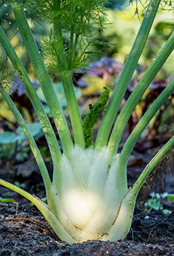 Seedeo® Knollenfenchel Fino (Foeniculum vulgare Mill.) 80 Samen BIO