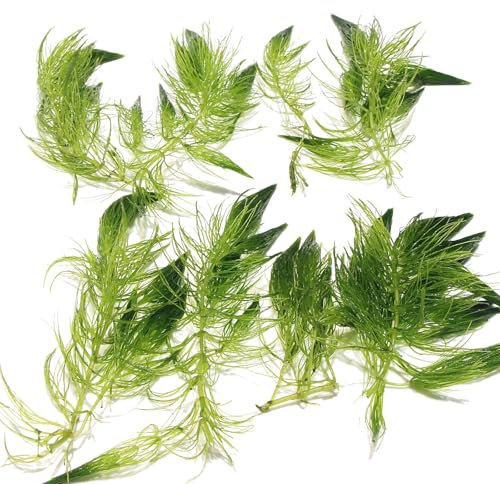 8 x Ceratophyllum Demersum Hornwort Live Aquatic Plant for Aquarium Fish Tank Pond Oxygenating Fast Growing Freshwater Easy Care Lush Green Decoration Natural Habitat K2AQUA
