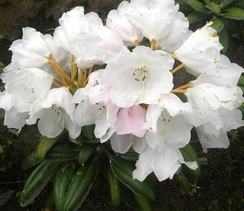 Rhododendron yakushimanum 'Koichiro Wada' Japanische Azalee 25-30 cm winterhart Freilandaufzucht