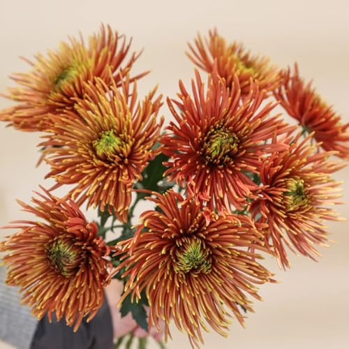 Semillas de crisantemo, semillas de silvestres para lugares soleados de balcón raras Decoración de jardín para exteriores 180pcs