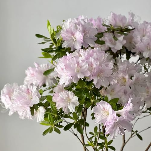 azalea rododendro de jardín rocas primavera otoño decorativas 10semillas