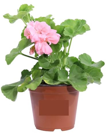 Geranio Rosa 4 Pezzi | Gerani Zonali Rosa | Fioritura Continua da Maggio a Ottobre | Resistenti al Sole e Facili da Coltivare | Giardinaggio, Balconi, Terrazzo e Giardino | 4 Pezzi