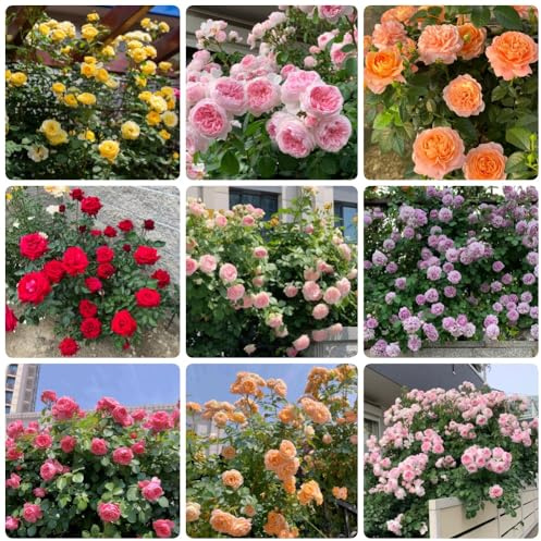 Semillas de rosal, Semillas de rosa trepadora, Rosa chinensis, raras silvestres Las rosas trepadoras son 450pcs