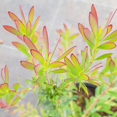 Leucadendron salignum ‘Winter Red‘ / Leucadendron/Conteneur de 2 à 2.9 litres/Arbuste
