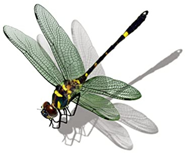 BYNYXI 3D Insekten Aufkleber, Realistische Libelle Heuschrecke Wespe Tankdeckel Aufkleber Auto Fenster Aufkleber Selbstklebende Wasserdicht Sticker für Laptop Camper Kühler Wand LKW-11cmx14cm