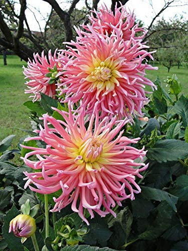 Semis di Fiori Della Dalia 200 piezas por Bello Giardinaggio Rosa Chiaro